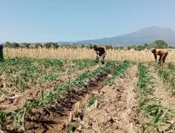 Tak Peduli Panas Terik Babinsa Koramil 0810/03 Loceret Bantu Menyiangi Tanaman Jagung
