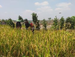 Dukung Ketahanan Pangan Babinsa Koramil 0810/20 Ngluyu Bantu Memanen Padi Di Desa Binaan