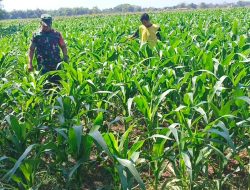 Dukung Ketahanan Pangan Babinsa Koramil 03 Loceret Memantu Merawat Tanaman Jagung