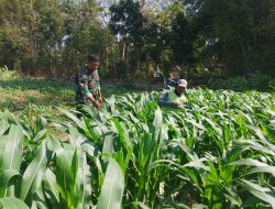 Wujudkan TNI Manunggal, Babinsa Koramil 0810/03 Loceret Melaksanakan Pemantauan Perkembangan Tanaman Jagung