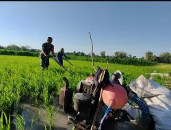 Turun Ke Sawah Mewujudkan Keakraban Dan Kerja Sama Yang Baik, Babinsa Komsos Dengan Warga Binaan