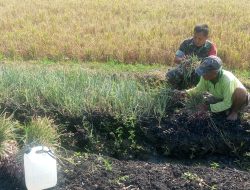 Meringankan Beban Warganya Babinsa Koramil 02 Bagor Panen Bawang Merah Bersama Warga Binaan.