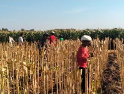 Selalu Ada Bersama Warga Binaan Babinsa Koramil 0810/09 Ngronggot Bantu Petani Panen Jagung