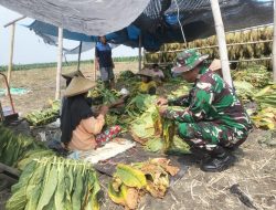 Terciptanya Suasana Keakraban Babinsa Koramil 13 Lengkong Melaksanakan Komunikasi Sosial Dengan Petani Tembakau
