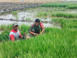 Panas Terik Babinsa Lengkong Sertu Darmono Terjun Langsung Bantu Petani Di Wilayah