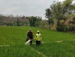 Pastikan Kebutuhan Air Terpenuhi Babinsa Koramil 18/Ngetos Dampingi Petani Melaksanakan Kegiatan Pompanisasi