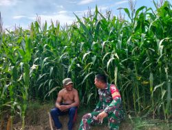 Babinsa Datang Lelah Pun Hilang || Kegiatan Komunikasi Sosial (Komsos) Dengan Petani Jagung
