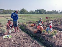 Babinsa Bagor Berikan Pendampingan Dan Motivasi Kepada Para Poktan Bawang Merah