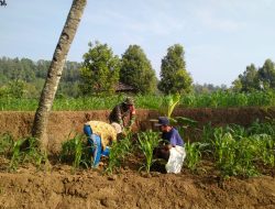 Babinsa Koramil 0810/18 Ngetos Bantu Warga Binaan Pupuk Tanaman Jagung Guna Hasil Panen Melimpah
