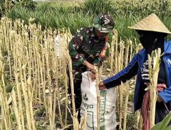 Sukseskan Ketahanan Pangan Babinsa Koramil 0810/03 Loceret Bantu Petani Panen Jagung