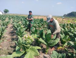 Ringankan Beban Warganya Sertu Zainul Bantu Petani Tembakau Diwilayah Binaan Yang Sudah Memasuki Masa Panen