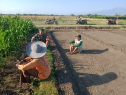 Dorong Ketahanan Pangan Di Wilayah Babinsa Juga Dengarkan Keluhan Petani Jagung