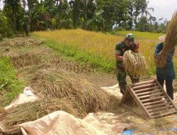 Semangat Petani Desa Klodan Atas Kehadiran Babinsa Koramil 0810/18 Ngetos Bantu Memanen Padi