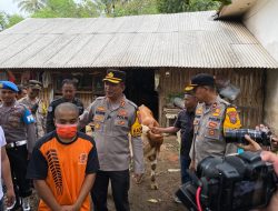Polres Lumajang Ungkap Jaringan Pencurian Sapi, Satu Pelaku Berhasil Dilumpuhkan