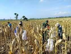 Selalu Ada Bersama Warga Binaan Babinsa Koramil 0810/09 Ngronggot Bantu Petani Panen Jagung