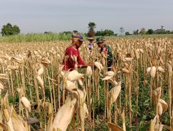 Babinsa Bantu Panen Jagung Dalam Rangka Mensukseskan Program Ketahanan Pangan