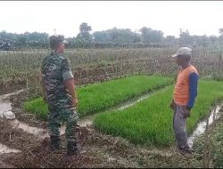 Tingkatkan Ketahanan Pangan, Babinsa Koramil 0810/03 Loceret Bantu Petani Dalam Perawatan Tanaman Padi