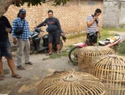 Polres Nganjuk Gerebek Arena Perjudian Sabung Ayam di Desa Sonoageng, Puluhan Motor dan Barang Bukti Diamankan