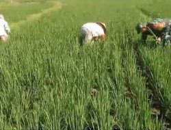 Untuk Hasil Tanam Yang Maksimal, Babinsa Koramil 0810/15 Rejoso Bantu Petani Bersihkan Gulma Pengganggu Tanaman Padi