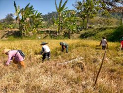 Sukseskan Program Swasembada Pangan, Babinsa Koramil Ngluyu Bantu Petani Panen Padi
