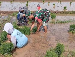 Tingkatkan Ketahanan Pangan, Babinsa Koramil 0810/03 Loceret Bantu Petani Dalam Pemilihan Bibit Padi
