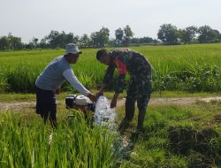 Babinsa Koramil 0810/01 Nganjuk Dampingi Pompanisasi Tanaman Padi