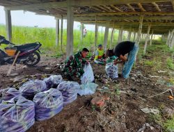 Berikan Motivasi Dan Mendorong Perekonomian Babinsa Ikut Serta Bantu Petani Panen Terong.