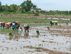 Musim Tanam Tiba Babinsa Koramil 0810/03 Loceret Bantu Petani Tandur Tanam Padi