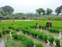 Mandi Lumpur Babinsa Koramil 0810/09 Ngronggot Bantu Siapkan Bibit Padi Siap Tanam