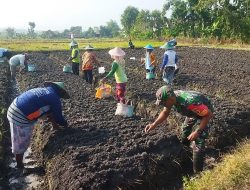 Petani Desa Gampeng Sangat Terbantu Atas Bantuan Babinsa Koramil 0810/20 Ngluyu