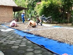 Babinsa Koramil Tanjunganom Serda Kristanto Melaksanakan Membantu Warga Jemur kacang Hijau