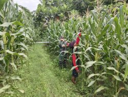 Babinsa Desa Tempuran Koramil 0810/20 Ngluyu melaks pendampingan perawatan tanaman jagung, utk meningkatkan hasil produksi jagung didesa Binaannya