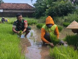 Serda Deny Bersama Warga Semai Bibit Padi Guna Mensukseskan Program Ketahanan Pangan.