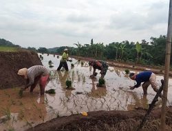 Tingkatkan Ketahanan Pangan, Babinsa Koramil 0810/03 Loceret Bantu Petani Tanam Padi