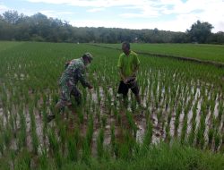 Dukung Swasembada Pangan || Peran Babinsa Motivasi Petani Dalam Mengolah Tanaman Padi