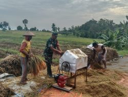 Dukung Program Swasembada Pangan Babinsa Desa Duren Sawahan Melaksanakan Giat Panen Padi