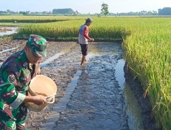 Sukseskan Ketahanan Pangan, Babinsa Koramil 0810/03 Loceret Bantu Petani Dalam Penyemaian Bibit