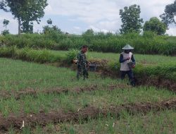Untuk Meningkatkan Hasil Produksi Babinsa Koramil 20 Ngluyu Melaksanakan Pendampingan Tanaman Bawang Merah