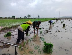 Bantu Petani Tanam Padi, Ini Cara Babinsa Koramil 09/Ngronggot Turut Meningkatkan Ketahanan Pangan