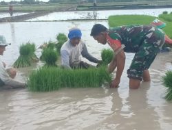 Wujudkan Ketahanan Pangan Babinsa Melaksanakan Pendampingan Pertanian Di Wilayah Binaan.