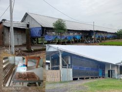 Lalat Serbu Rumah Warga Sambiroto Baron Diduga Berasal dari Peternakan Ayam Potong
