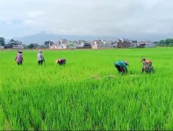 Hasilkan Panen Yang Bagus, Babinsa Koramil Loceret Bantu Petani Cabut Rumput Liar Pengganggu Tanaman Padi