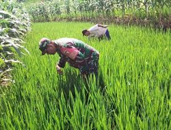 Jaga Kesuburan Tanaman, Babinsa Koramil Loceret Bantu Petani Cabut Rumput Liar Di Sawah