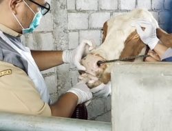 Wabah PMK di Wilangan 2 Minggu 10 Sapi Mati, Peternak Rela Tidur di Kandang