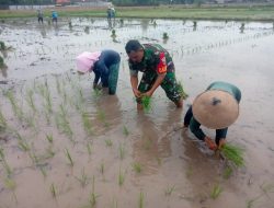 Sukseskan Program Swasembada Pangan, Babinsa Dampingi Petani Menanam Padi