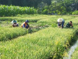 Sertu Supriyadi, Babinsa Koramil 0810/15 Rejoso Dampingi Petani Panen Bawang Merah
