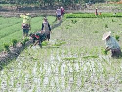 Dukung Ketahanan Pangan Di Wilayah, Babinsa Koramil 0810/20 Ngluyu Bantu Petani Tanam Padi