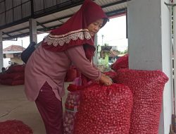 Petani dan Pedagang Keluhkan Harga Bawang Merah Tak Stabil di Musim Penghujan