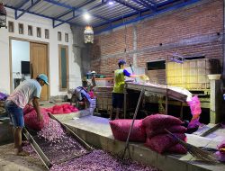 Kerja Sama Distributor Brambang dan Pabrik Terus Berkembang, Buka Peluang Kerja bagi Masyarakat