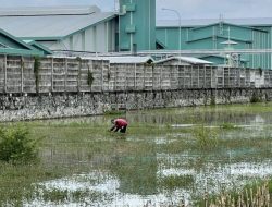 Belasan Hektare Sawah Terdampak Pembangunan Pabrik Percetakan di Plimping Baron